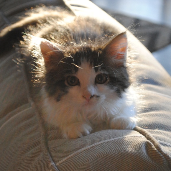 "Like" this listing to bookmark my closet!!!!!! - Picture 6 of 6